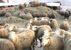 Глисты у овец: признаки, лечение, средства, препараты