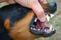 Поражает нервную систему