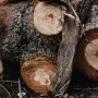 Незаконно рубил лес