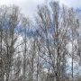 Нашествие гусениц