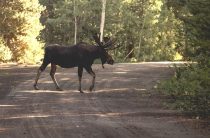 Ответил за лосей