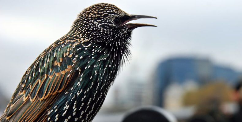 Скворцы прилетели