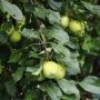 Слаборослые дают раннее «потомство», или Нюансы посадки карликовой яблони