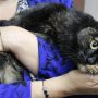 Приручают одни, а отвечают другие