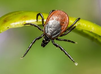 Ревакцинация под вопросом
