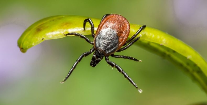 Ревакцинация под вопросом