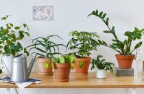 Как выбрать в магазине здоровое растение?