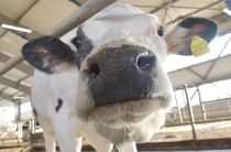 Инфекция в молоке