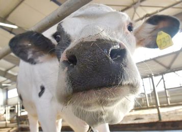 Инфекция в молоке