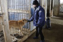 Собачья доля