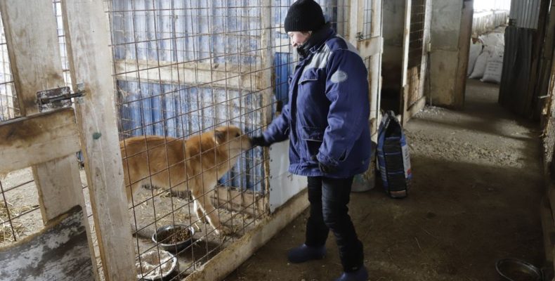 Собачья доля