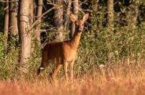 Косули заболели