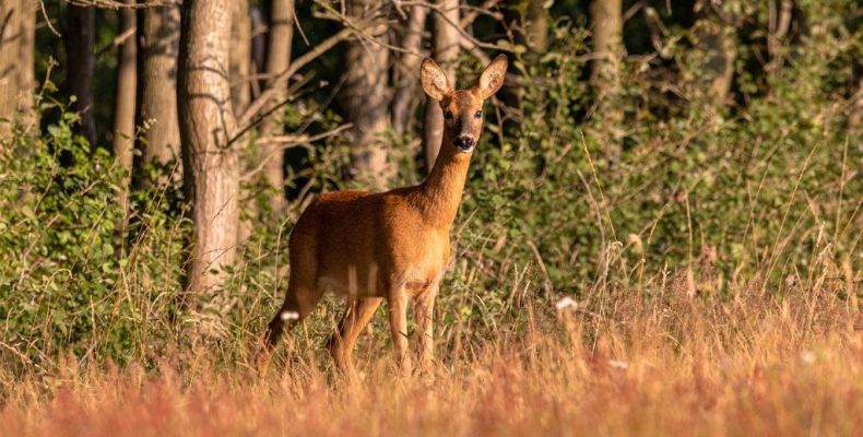 Косули заболели