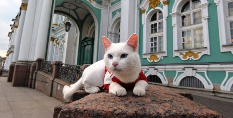Каждый кот мечтает быть эрмитажным