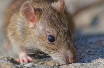 Защити жильё от грызунов