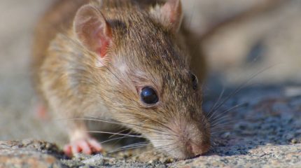Защити жильё от грызунов