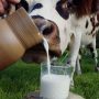 Более 21,5 тонны молока