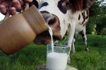 Более 21,5 тонны молока