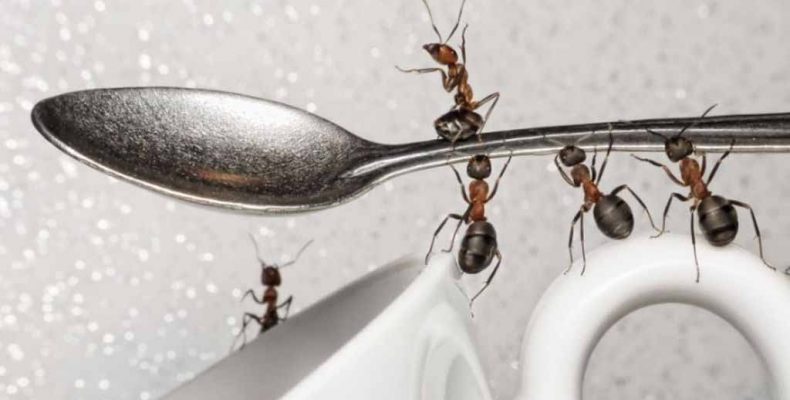 Помогите избавиться от муравьёв!