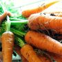 Морковь высеваю в январе
