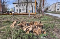 Корчеватель пней в действии