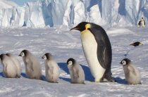 Почему люди не пингвины?