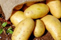 Крошка-картошка: правила уборки и хранения
