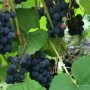 Виноград на Урале – это возможно