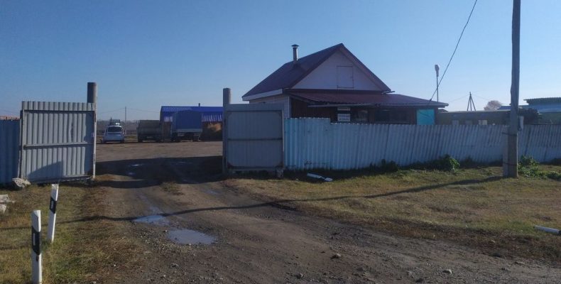 Как журналисты сюжет про африканскую чуму свиней снимали