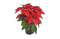 Рождественская звезда