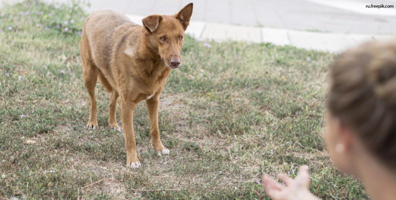 Собак будут ловить?