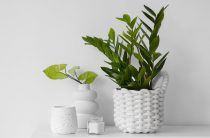 Уход за комнатными растениями зимой