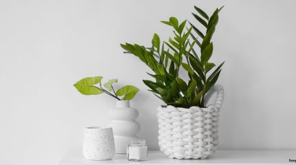 Уход за комнатными растениями зимой