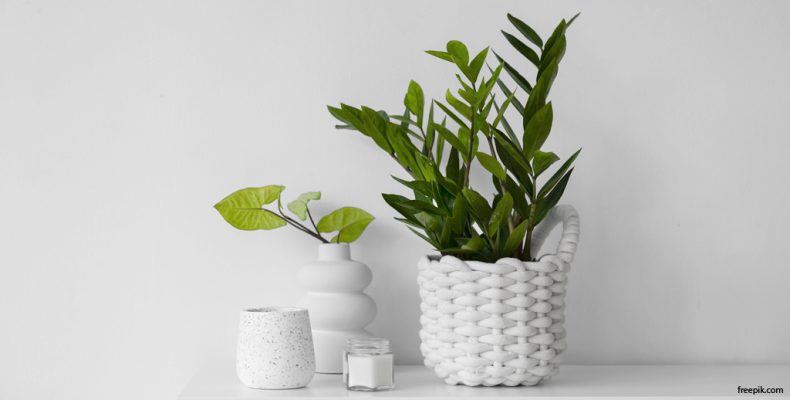 Уход за комнатными растениями зимой